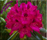 Rhododendron Splender