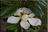 Magnolia Tree Blossom 