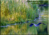 A Blue Heron At A Local Pond