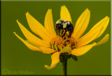 Daisy With A Honeybee Visitor 