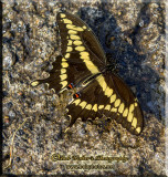 A Giant Swallowtail 