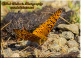 A Lesser Fritillaries Butterfly
