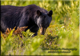 The Black Bear, I Dont See Any Here 