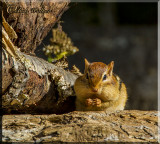 Chipmunks Enjoy A Lot Of Attention In Algonquin Provincial Park