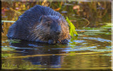 The Beaver Population Continues To Grow