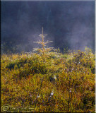 Early Morning Mist With Clutter Of Cobwebs