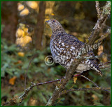A Female Spruce Grouse Perched 