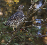 A Female Spruce Grouse Once Again Perched In A Tree 