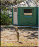 This Event Took Place At Mew Lake Campground In Algonquin Provincial Park