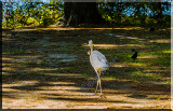The Blue Heron Takes Its Prey To The Waters Edge To Drown It Then Eat It.