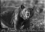 The Black Bear Looking Me In The Eye 