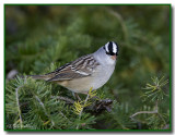 The White Crowned Perched In The Pines 