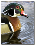 The Wood Duck Looking Tentative 
