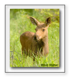 The Young Golden Moose Calf