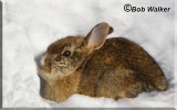 Rabbit On Syracuse, New Yorks Creek Walk
