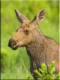 Portrait Of A Golden Calf