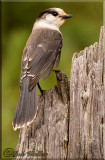 Grey Jay a.k.a Whisky Jack 