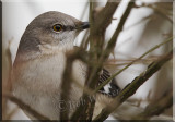 The Northern Mocking Bird Closeup 