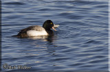 Male Scaup With A Meal