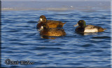 A Threesome Of Greater Scaups