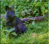 A Beautiful Black Wolf Pup 