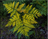 Summer Fern 2015