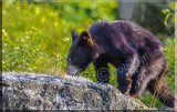 The Bear Cub Continued To Forage