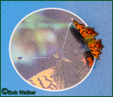Hmmm Do I Know Him? A Comma Butterfly On A Morning Dew Covered Sign 