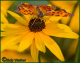 A Comma Butterfly Also Looking At Me 