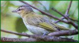 First Year Red-eyed Vireo