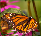 Monarch Butterfly In The Purple Coneflowers