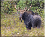 Same Bull Moose Just A Different Angle