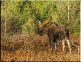 Bull Moose In Warming Morning Sun Light