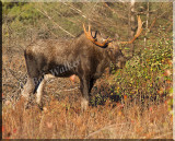 The Bull Moose Browsing For Its Breakfast