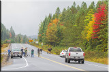 Moose Observers 