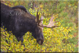 Bull Coming Out Of The Brush And Heading For The Water