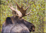 Portrait Of the Bull Moose Looking Behind Him Self 