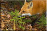 I Know That Vole Is In Here Somewhere 