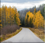 Tamarack Along Opeongo Road 