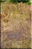 Bull Mooses Wallowing Pit, A.K.A. Rut Pit