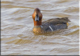 Green-winged Teal Looking At You 