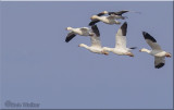 Snow Geese (Chen caerulescens)