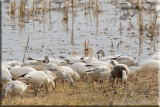 Snow Geese Foraging