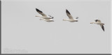 Snow Geese In Flight  