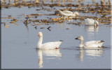 The Snow Geese Moving In Contentment 