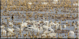Snow Geese Can Become Quite Voicetrist 