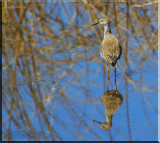 Greater Yellowlegs Foraging