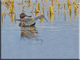 Green-winged Teal  And A Greater Yellowlegs Mingle