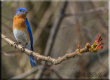 A Bluebird Out On A Limb 