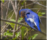 A Bluebird Has To Itch When A Bluebird Has To Itch 